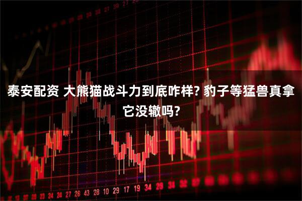 泰安配资 大熊猫战斗力到底咋样? 豹子等猛兽真拿它没辙吗?